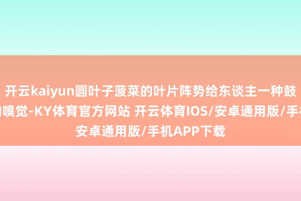 开云kaiyun圆叶子菠菜的叶片阵势给东谈主一种鼓胀、雄厚的嗅觉-KY体育官方网站 开云体育IOS/安卓通用版/手机APP下载